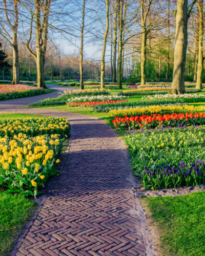 Flower-bed of spring flowers in the park.